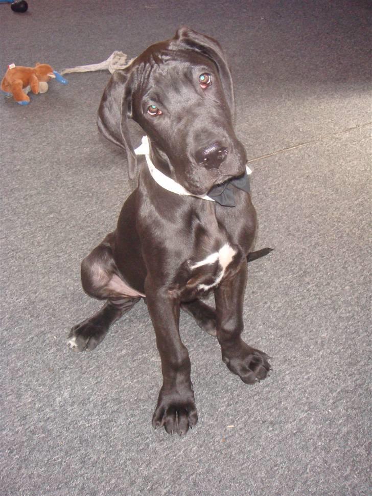 Grand danois Goofy billede 19