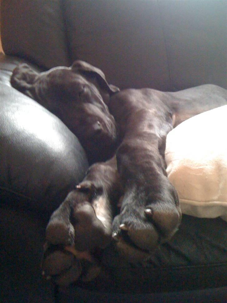 Grand danois Goofy billede 20