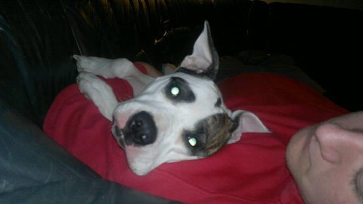 Blanding af racer Fie billede 6