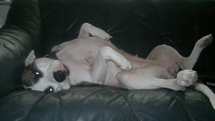 Blanding af racer Fie billede 7