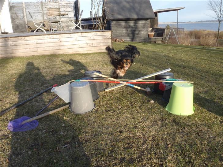 Cavalier king charles spaniel CF's Daisy (Fifi) billede 15