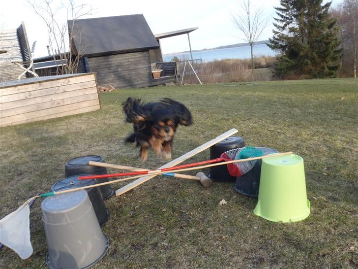 Cavalier king charles spaniel CF's Daisy (Fifi) billede 16