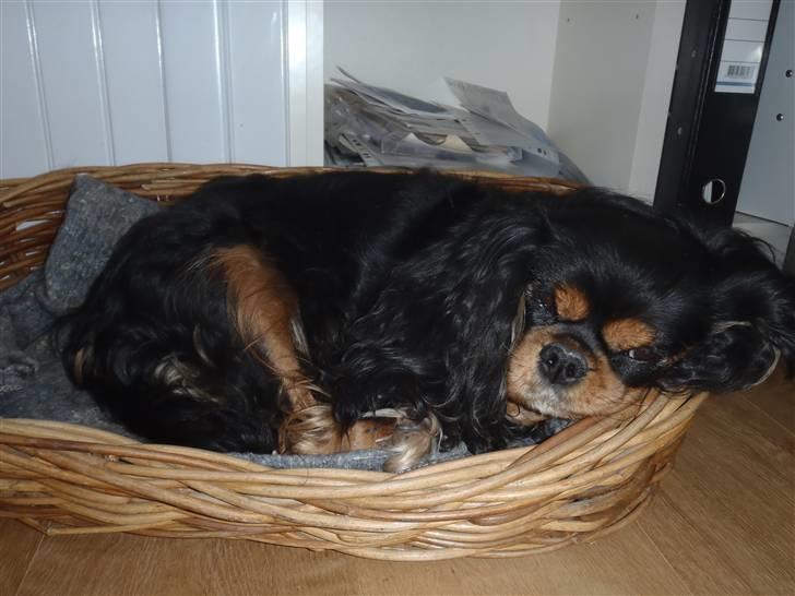 Cavalier king charles spaniel CF's Daisy (Fifi) billede 17