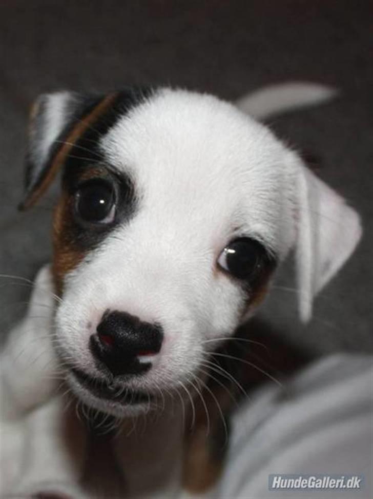 Jack russell terrier Minnie billede 4