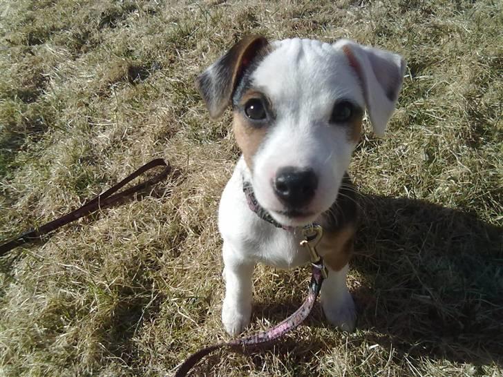 Jack russell terrier Minnie - 13 uger billede 12
