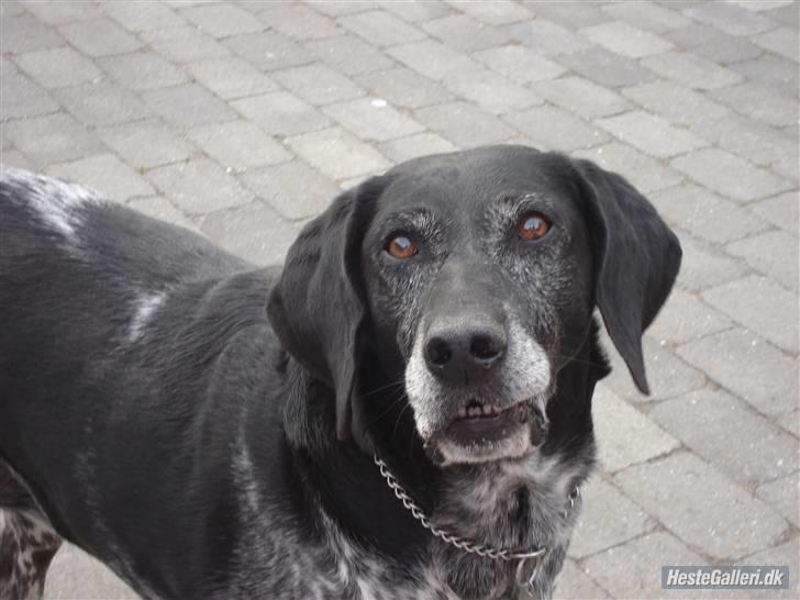 Blanding af racer Møller  billede 1