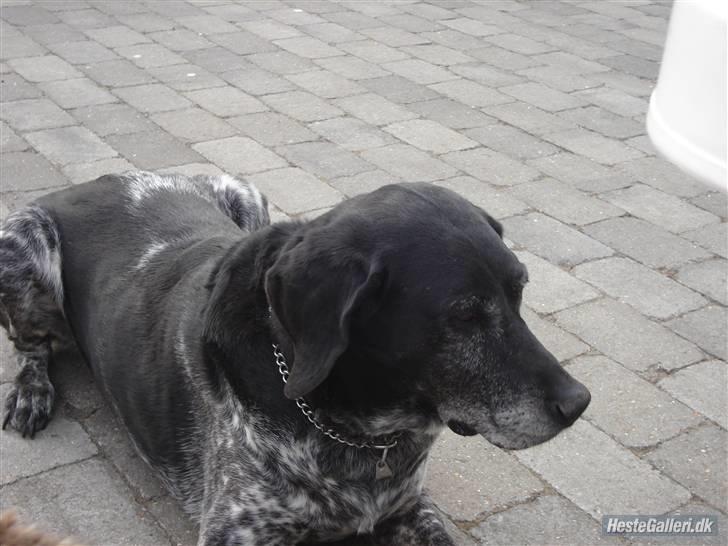 Blanding af racer Møller  billede 2