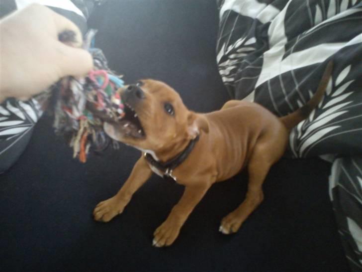 Staffordshire bull terrier Tovdal Bullet billede 22