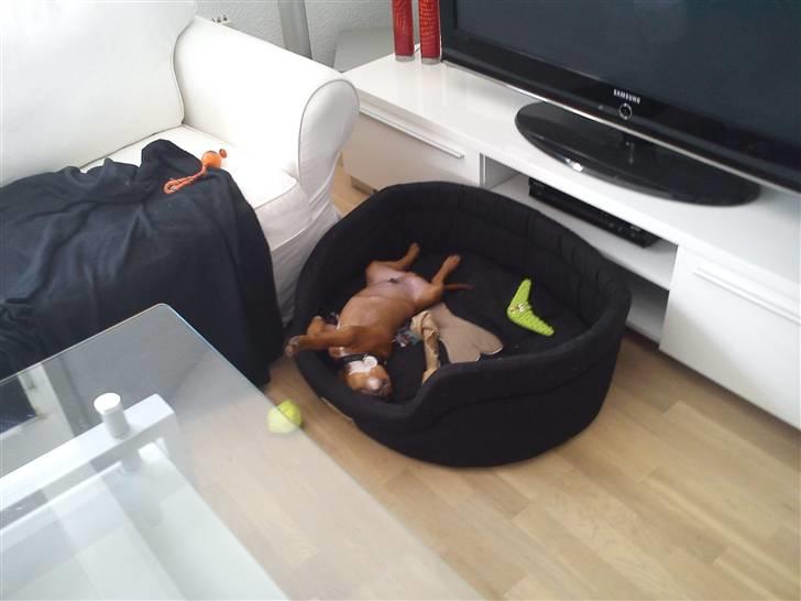 Staffordshire bull terrier Tovdal Bullet billede 23