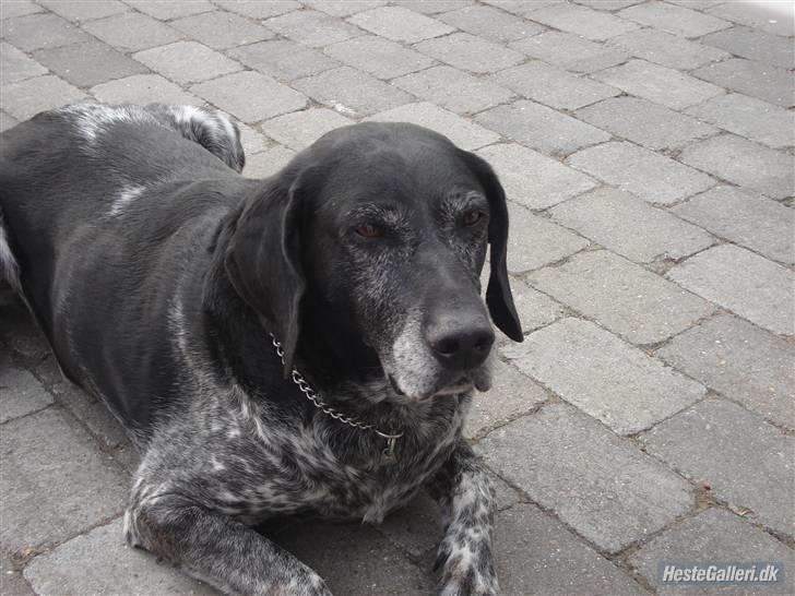 Blanding af racer Møller  billede 3