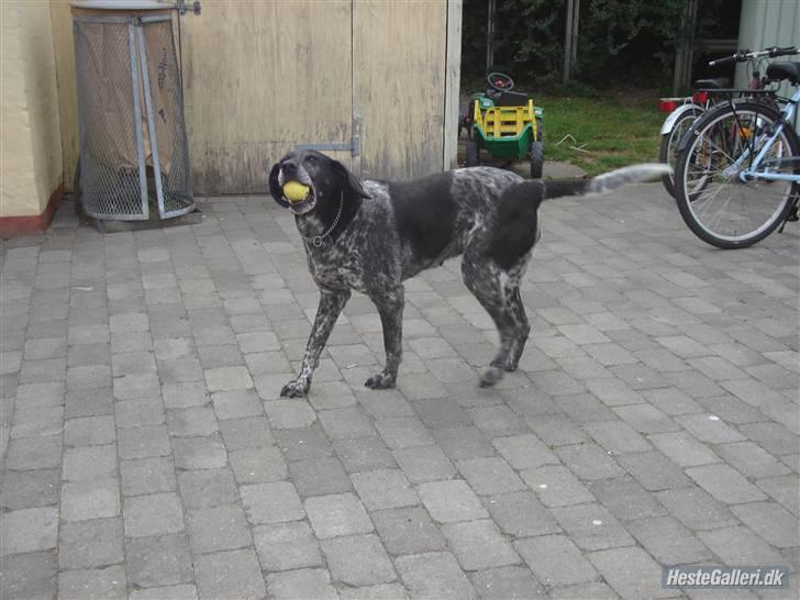 Blanding af racer Møller  billede 4