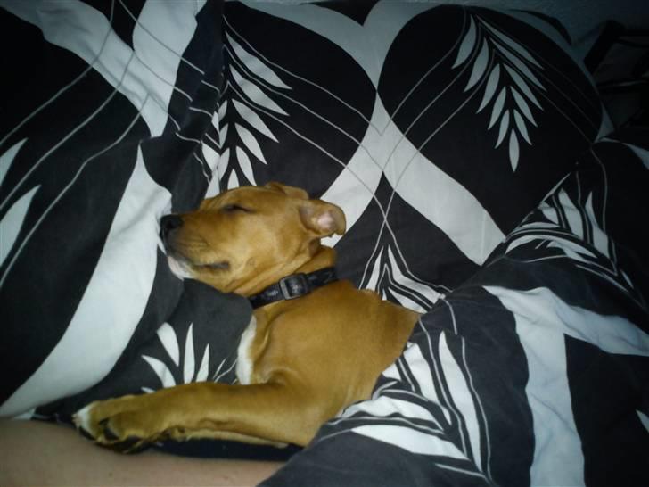 Staffordshire bull terrier Tovdal Bullet billede 24