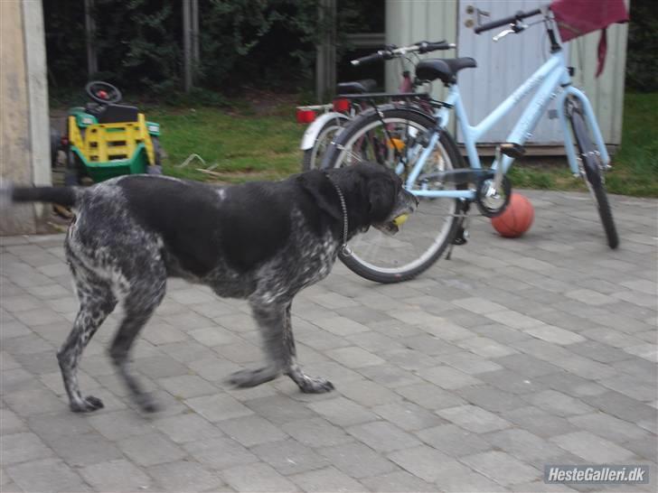 Blanding af racer Møller  billede 5