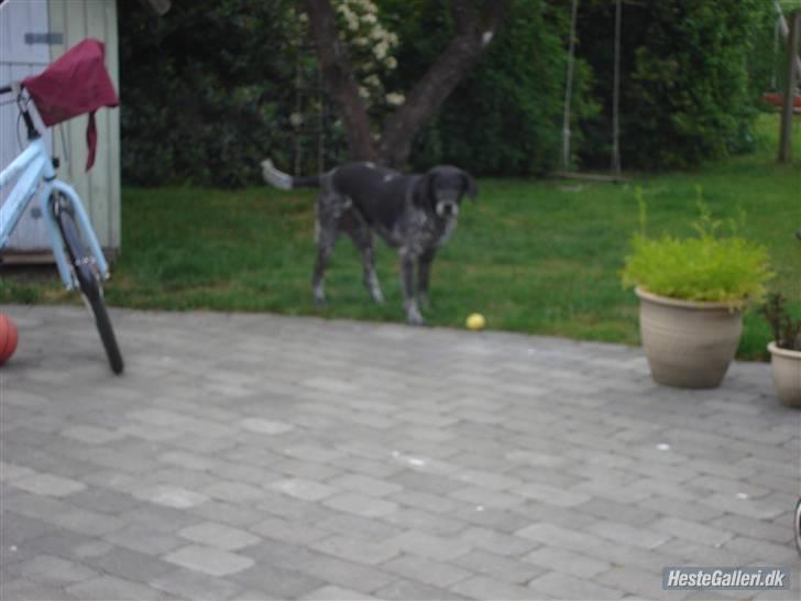 Blanding af racer Møller  billede 6