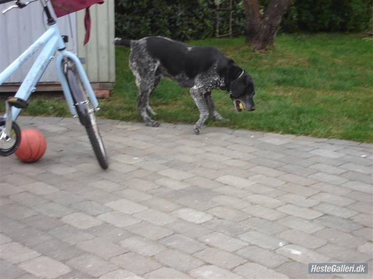 Blanding af racer Møller  billede 7