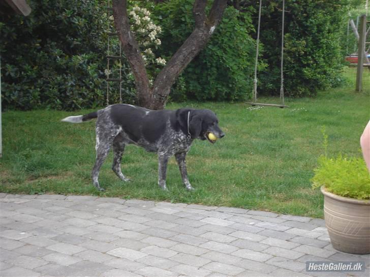 Blanding af racer Møller  billede 8