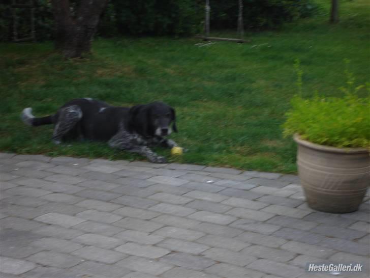 Blanding af racer Møller  billede 9