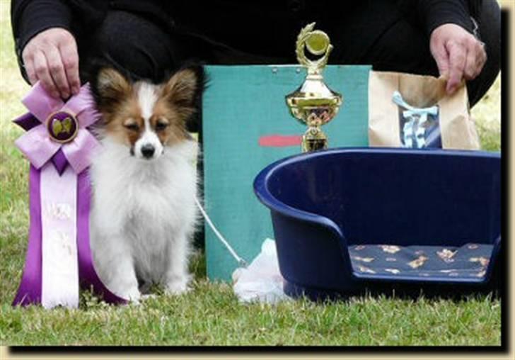 Papillon DKCH Troldalfens Ambrosius - Juni 2008 - Så blev man bedste baby... Vilhelmsborgskuet billede 12