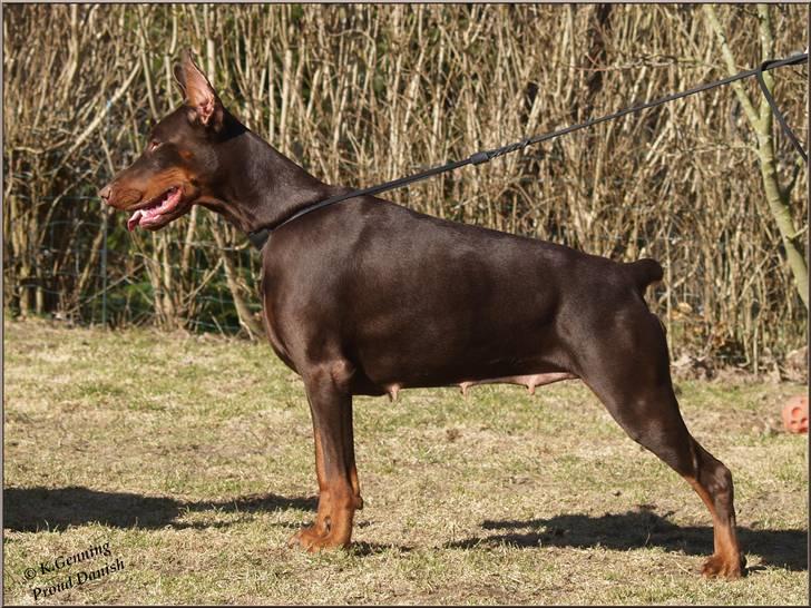 Dobermann Ch. Sant Kreal Russian Rubin - NYT!! 3 år Marts 2011 billede 20