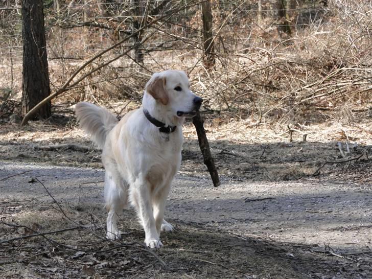 Golden retriever Oscar billede 14