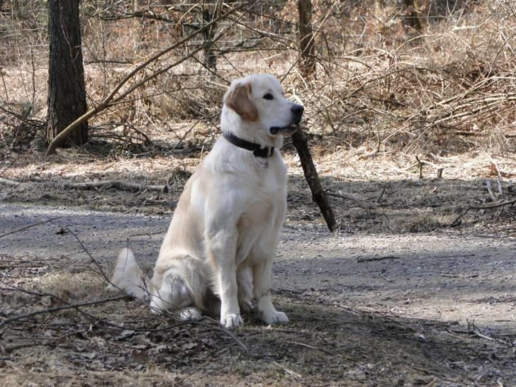 Golden retriever Oscar billede 15