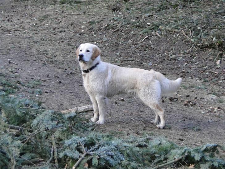 Golden retriever Oscar billede 16