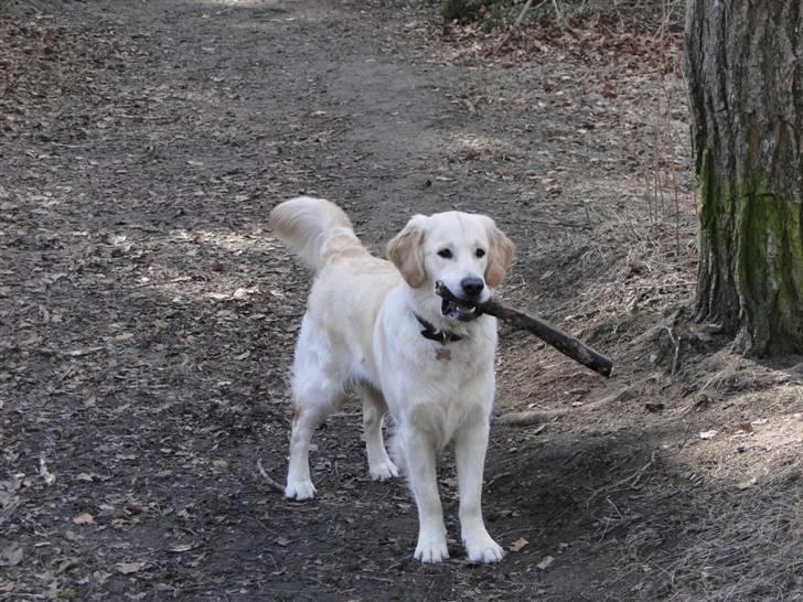 Golden retriever Oscar billede 17