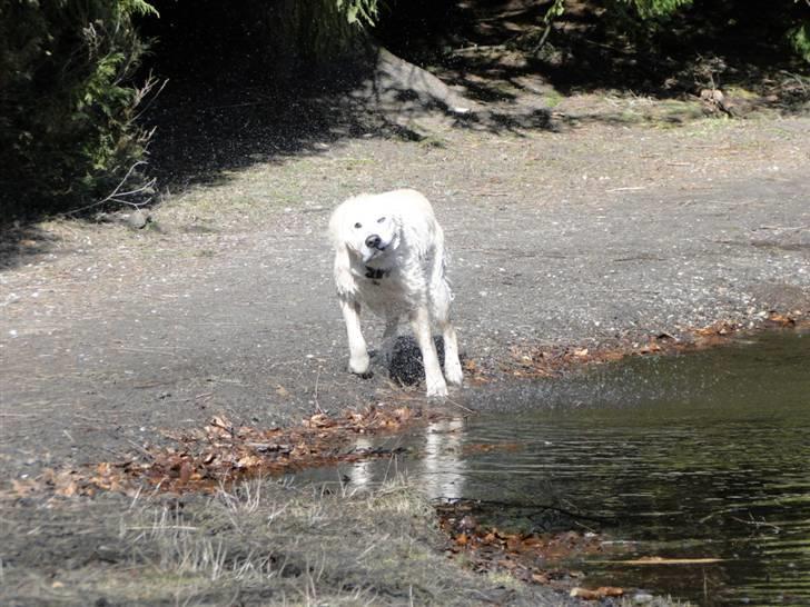 Golden retriever Oscar billede 18