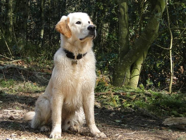 Golden retriever Oscar billede 19