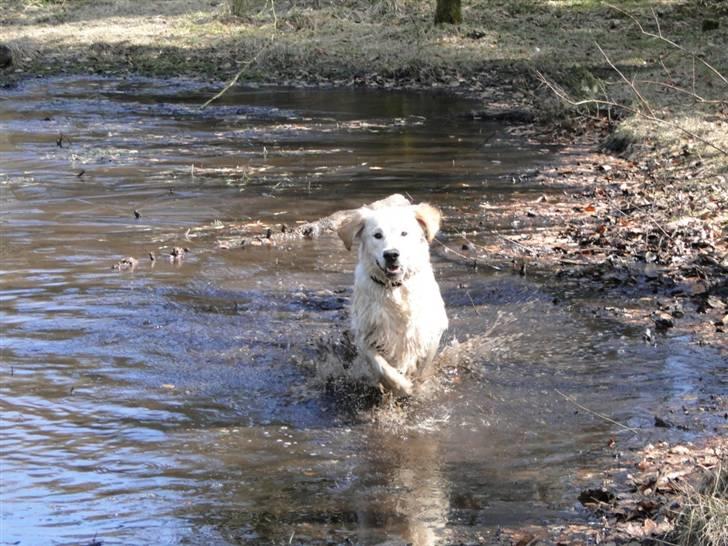 Golden retriever Oscar billede 20
