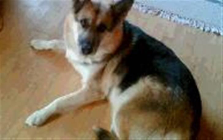 Blanding af racer Chicki R.I.P - Den smukke hund i det gamle hus.... tænk på hun er død og jeg ikke var særlig gammel da hun døde, så vi har kun disse billedere!... billede 1