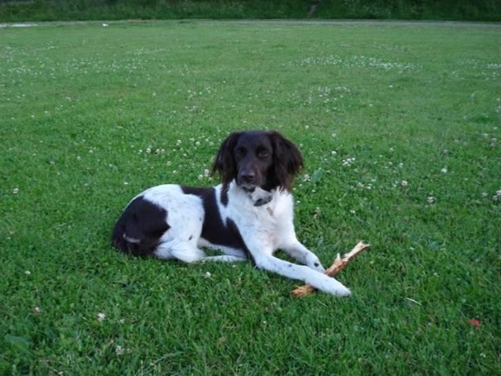 Kleiner münsterländer R.I.P Basta billede 6