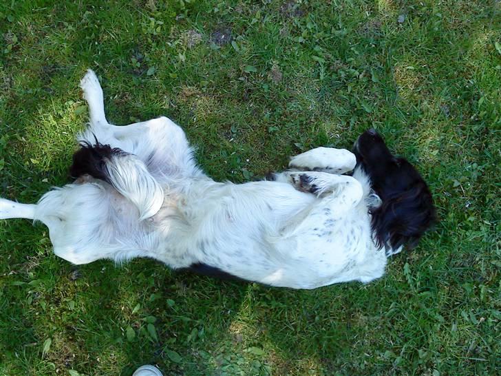 Kleiner münsterländer R.I.P Basta billede 7