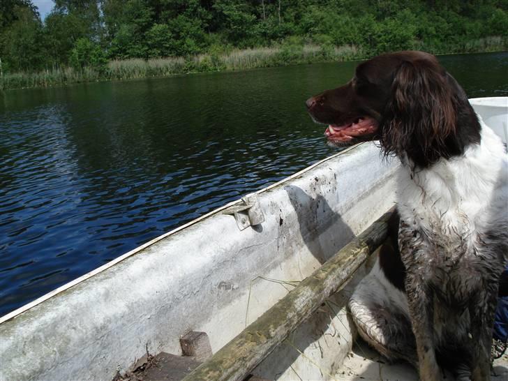 Kleiner münsterländer R.I.P Basta billede 8