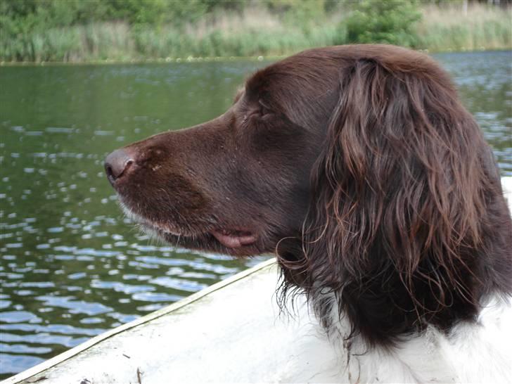 Kleiner münsterländer R.I.P Basta billede 9