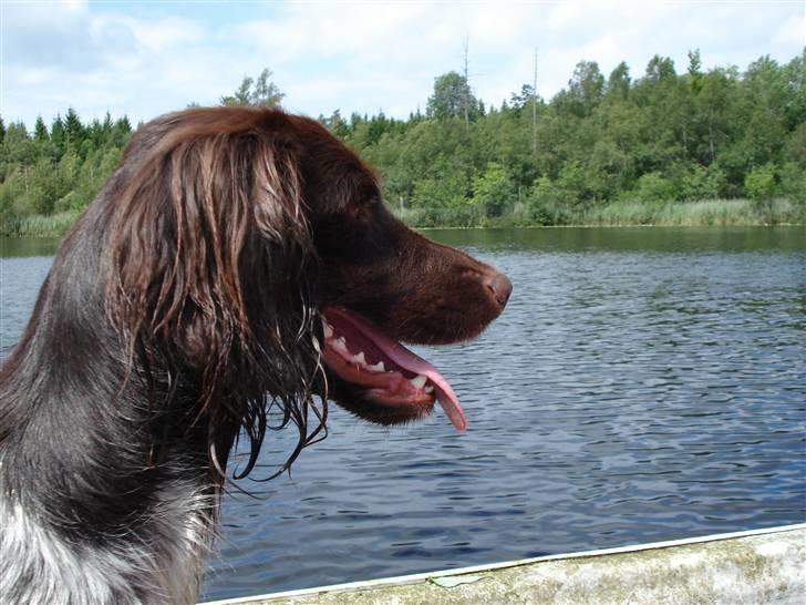 Kleiner münsterländer Cita billede 9