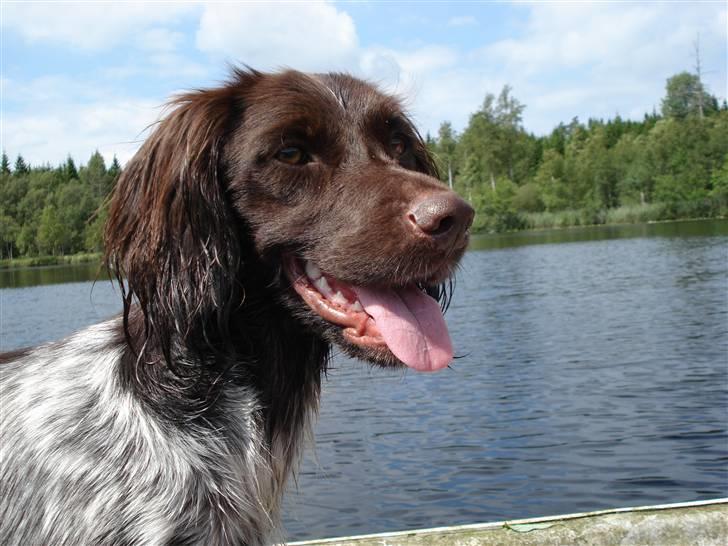 Kleiner münsterländer Cita billede 10