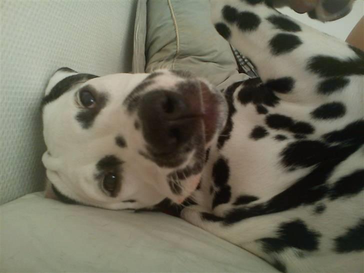 Dalmatiner Crazyspots Atlas billede 8