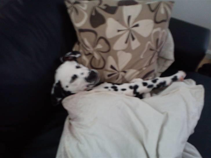 Dalmatiner Crazyspots Atlas billede 9