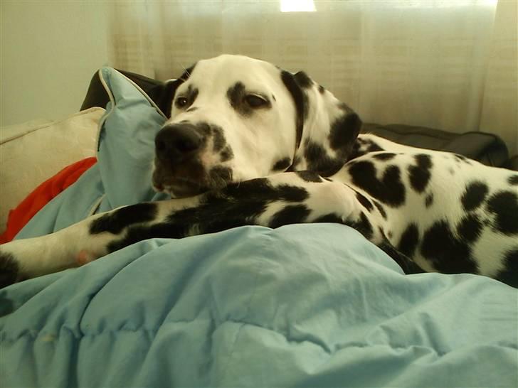 Dalmatiner Crazyspots Atlas billede 10