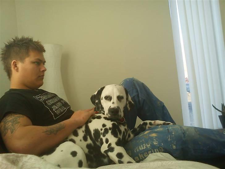 Dalmatiner Crazyspots Atlas billede 11