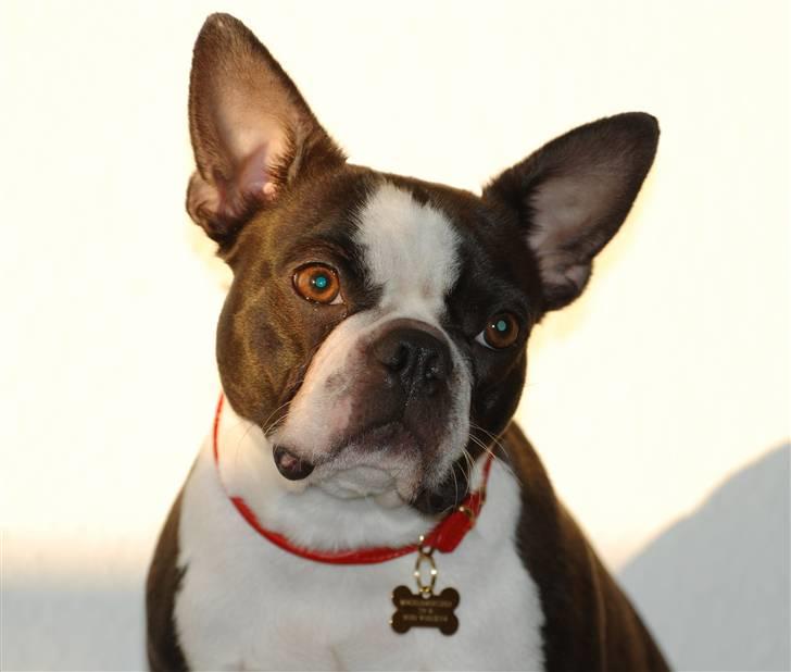 Boston terrier Molly billede 3
