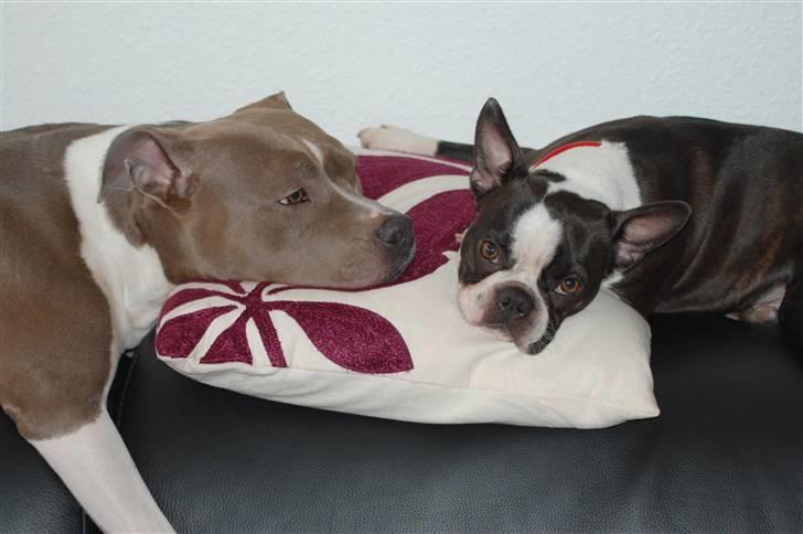 Boston terrier Molly billede 4