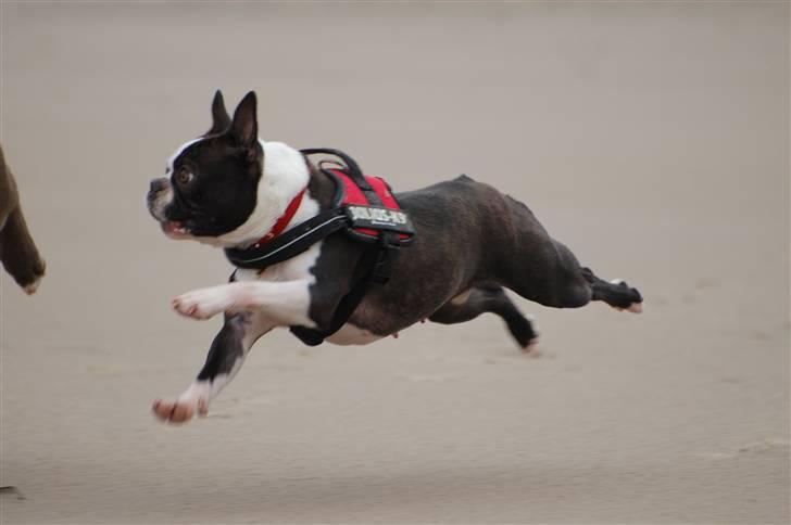 Boston terrier Molly billede 5