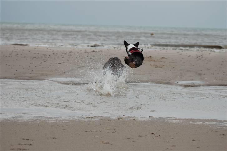 Boston terrier Molly billede 6