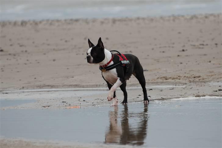 Boston terrier Molly billede 7