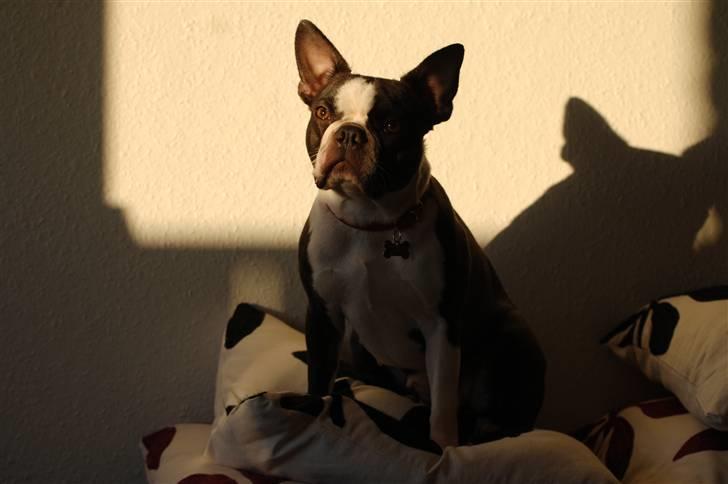 Boston terrier Molly billede 8