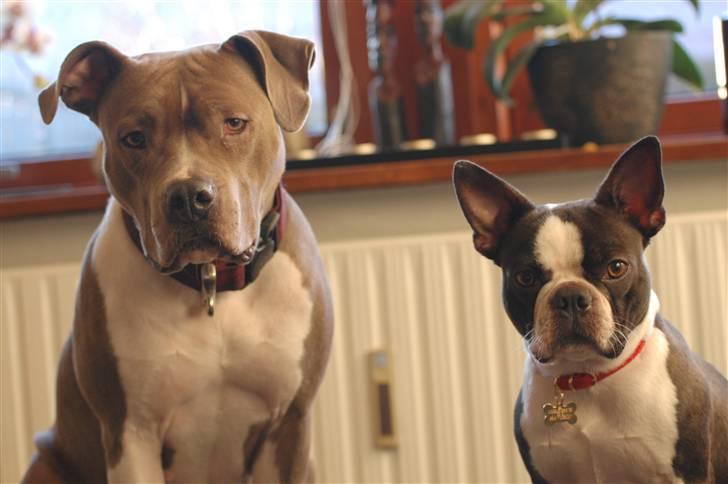 Boston terrier Molly billede 9