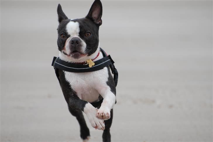 Boston terrier Molly billede 10