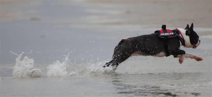 Boston terrier Molly billede 11
